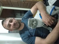 British shorthair kedimize acil yeni yuva arıyoruz
