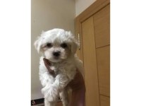 Mini Boy Maltese Yavrularımız