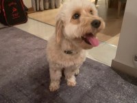 Maltipoo kızım 1.5 yaşında