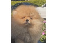 Pomeranian Yavrularımız