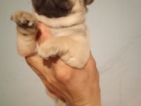 Pug mops yavrularımız