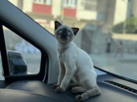 3 aylık siyam biritsh kedi