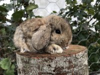 Mini lop tavşanı bebeklerimiz