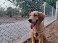 Golden 5 aylık tüm aşıları yapılmıştır