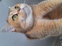 4 yaşında kısır dişi kedimi sahiplendiriyorum