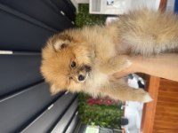 Pomeranian dişi köpeğimiz moli