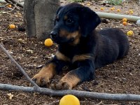 Son 3 adet dişi yavru rottweiler