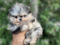 Merle pomeranian boo