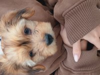 Terrier yavrusu