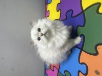 2 Aylık Yavrular Mavi Gözlü British Longhair