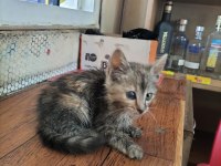 Tekir yavru terk edilmiş