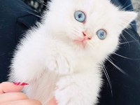 YENİ YUVALARINA GİTMEYE HAZIR BRİTİSH SHORTHAİR KEDİLER
