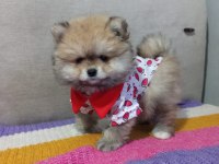 ORJİNAL POMERANİAN BOO KÖPEĞİ