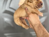 Golden retriever bebekler