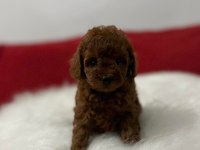 RED BROWN TOY POODLE MİCRO BOY