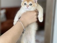 Orjinal British Shorthair Golden Yavrum