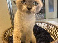 Scottish Fold Fotoğraflardaki her şey verilecektir