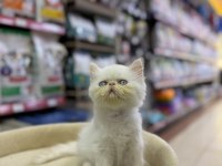 İRAN KEDİSİ YAVRULARIMIZ ERKEK DİŞİ