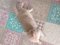 British shorthair BALIM için yuva arıyoruz