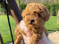 Oyuncak Ayıcık Görünümlü Red Poodle Yavrularımız