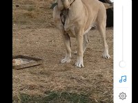 Kangal köpeğimiz