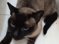 DİŞİ SİYAM KEDİSİ UYGUN