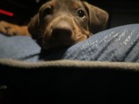 50 Günlük Kızıl Erkek Doberman scrli