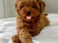 POODLE BEBEKLER