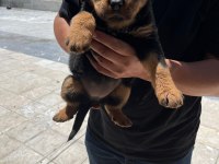 Rottweiler yavrularımız yeni yuvasını arıyor