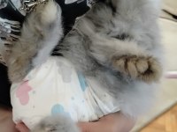 Hollanda lop tavşanı 2,5 aylık