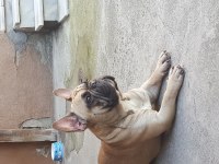 1,5 Yaşında French Bulldog Erkek