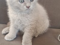 Yav2,5 aylık kedimiz