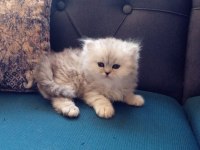 Safkan chinchilla yavrularımız için iletişime geçebilirsiniz