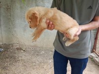 Dişi 43 günlük golden retriever
