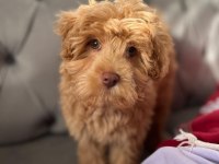 3 Aylık Maltipoo Yavru