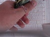 Ele kola alıştırmalık yavru Muhabbet kuşu bulunur