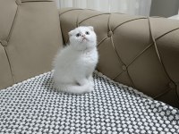 SCOTTİSH FOLD KAR BEYAZ