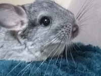 Çinçila (Chinchilla)