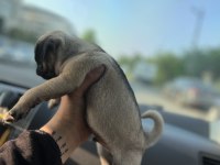 KREM PUG MOPS