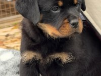 Türkiyenin en güvenilir çiftliğinden rottweiler