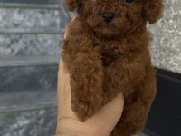Orjinal Poodle Yavrular