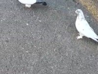 Acil Satılık Güvercin