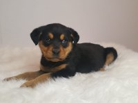 Rottweiler kızımız