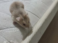 Alanya son hamster