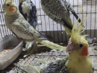 MÜKEMMEL SULTAN PAPAGANLARIMIZ YENİ SAHİPLERİNİ ARIYOR