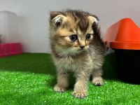 Scottish Fold Golden NY11
