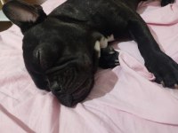 Erkek french buldog