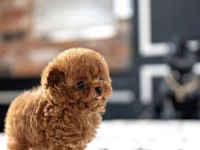 Sevgiyle Büyütülmüş Aşılı Toy Poodle Yavrular
