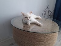 British longhair oğluma eş arıyoruz