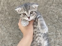 Scottish Fold çocuklar yuva arıyor